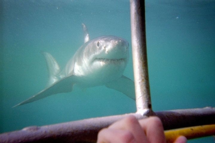Фото: Wikipedia/Alban | На острове Русском рыбаки поймали акулу 