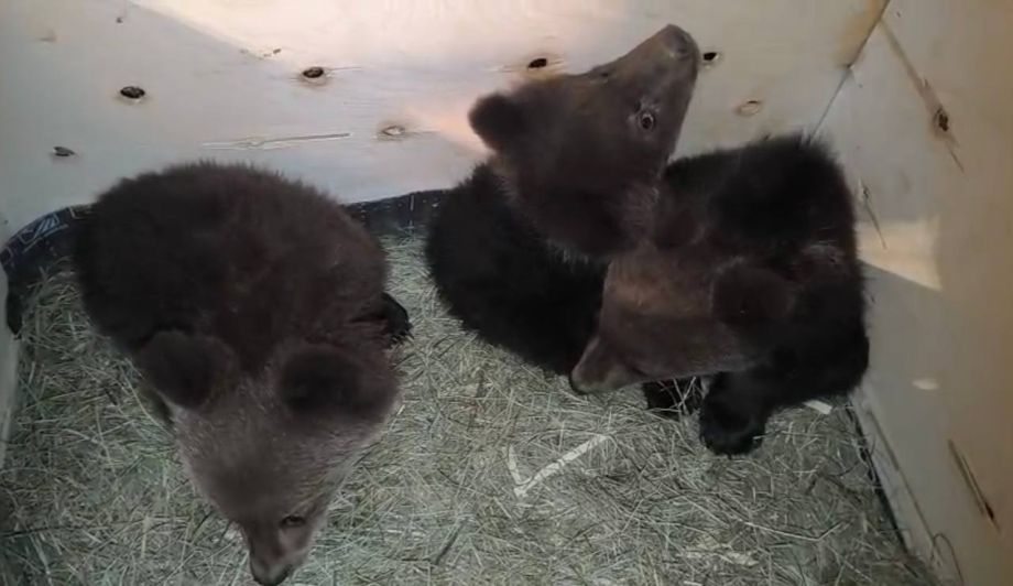 Медвежата-сироты, которых привезли во Владивосток, пробудут несколько недель в карантине