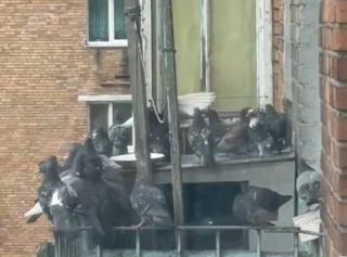 Фото: Соцсети | Жительница Приморья устроила приют для голубей у себя на балконе