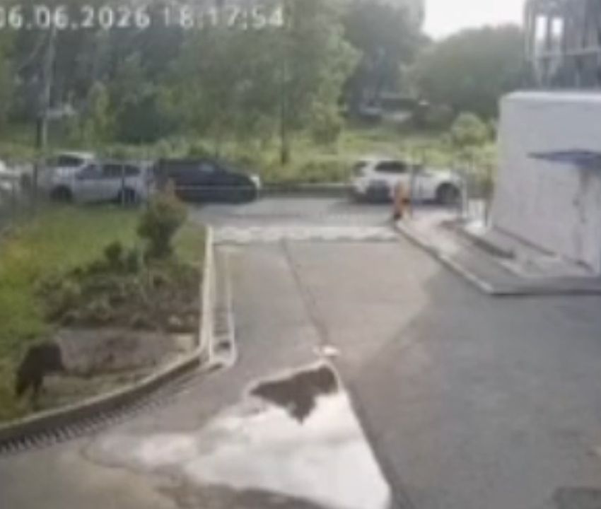 В Приморье дикий кабан вышел к многоэтажкам