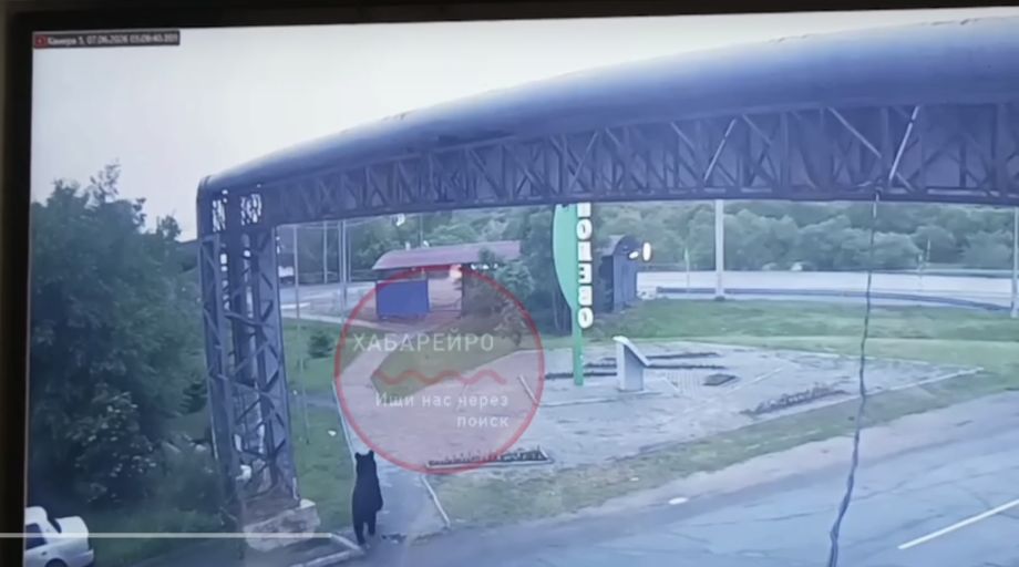 Медведь чуть не напал на человека в Хабаровском крае