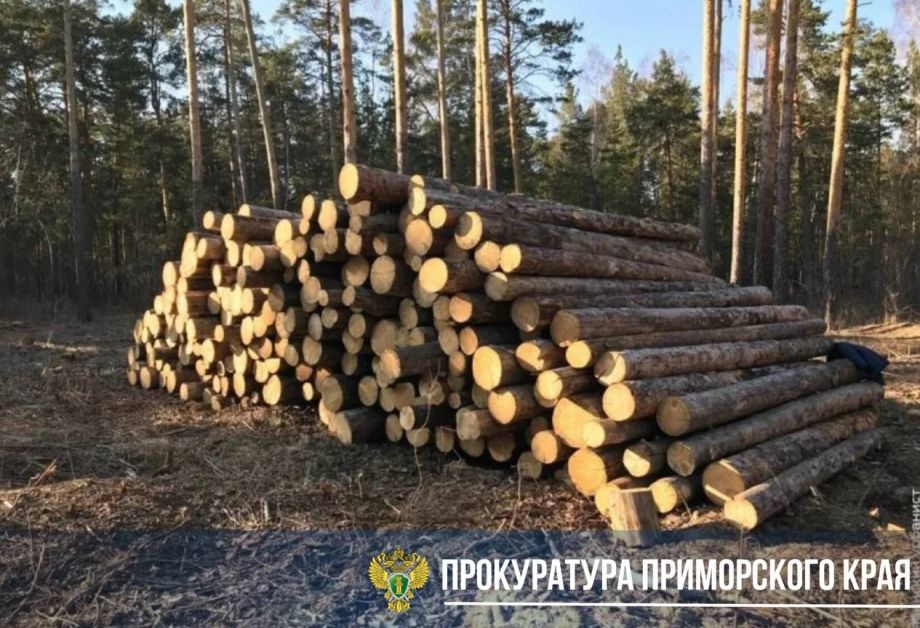 В Приморье осудят банду, вырубавшую лес и запугивавшую полицейских