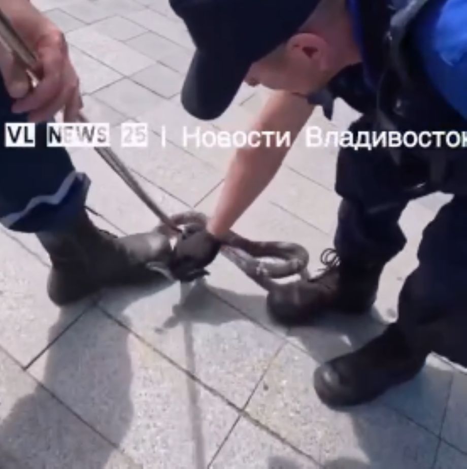 Во Владивостоке спасатели выселили змею из припаркованного авто