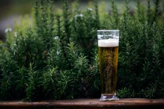 Фото: pexels.com | Россиянам рекомендуют пить пиво не более 300 мл два раза в неделю