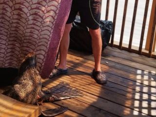 Раненый морской котик с переломом ласты попал под опеку приморских специалистов