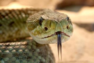 Фото: pixabay.com | «Опасная?»: приморцы испугались змеи на стене жилого дома