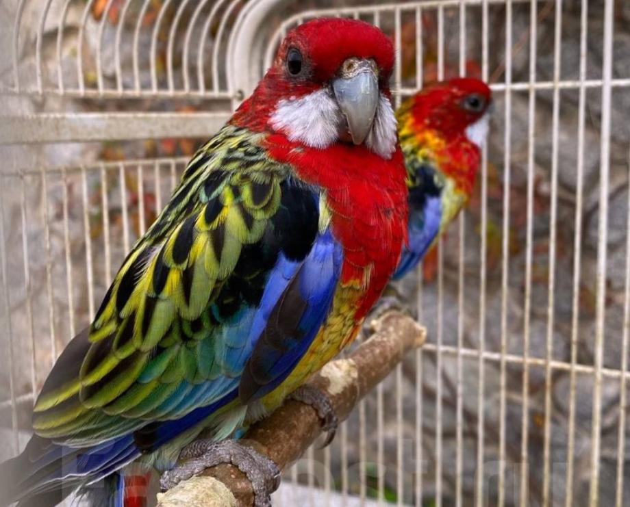 Лучшие друзья пиратов: пять самых дорогих попугаев, продающихся во Владивостоке