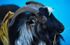 Фото: Семен Апасов | Потомство козла Тимура выставили на аукцион