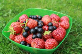 5 популярных дачных ягод