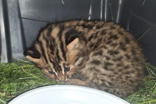 Фото: центр реабилитации "Тигр" | В Приморье борются за жизнь дальневосточного лесного котенка