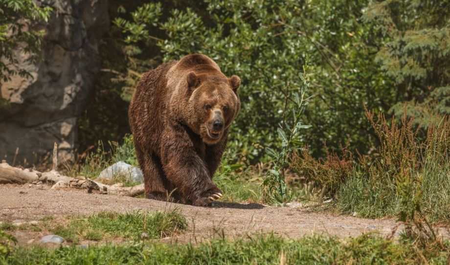 Жуткая находка: тушу мертвого медведя обнаружили у реки в Приморье