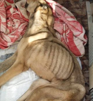 В Приморье истощенного алабая спасли от хозяина-живодера