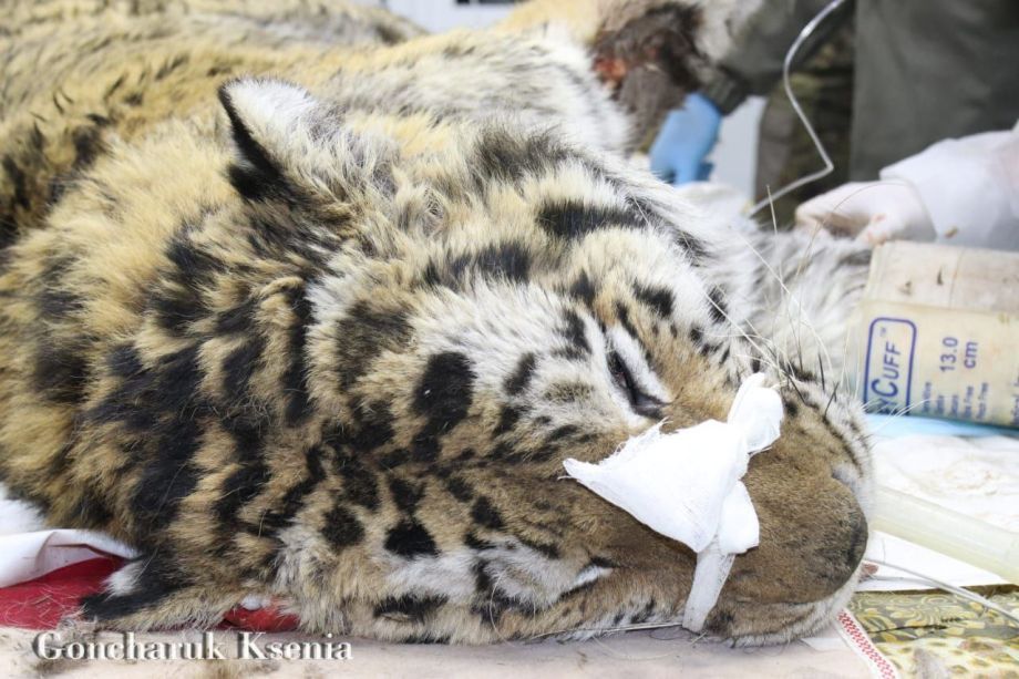 «Повреждения и воспаление»: эксперты рассказали о состоянии тигра, отловленного в Приморье