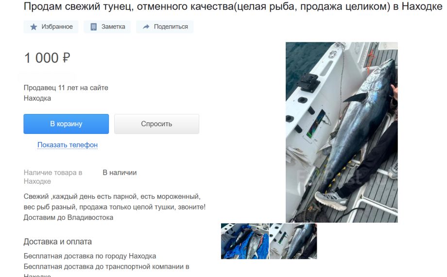 Гигантский тунец вышел на продажу: сайты объявлений Приморья переполнены сомнительными предложениями