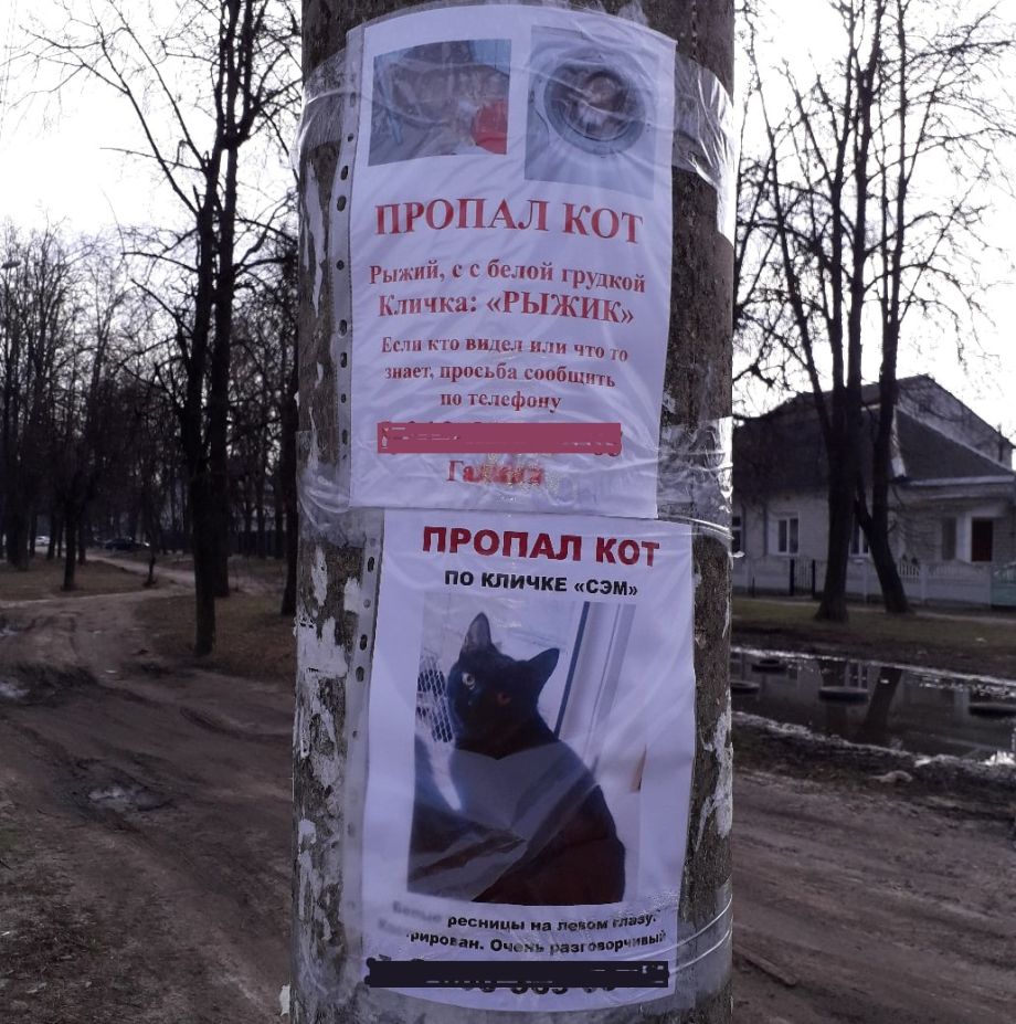 Наступает опасное летнее время — пик пропажи котов