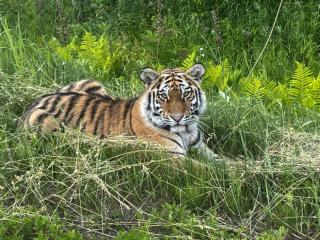 Фото: центр "Амурский тигр" | В Приморье отловили молодую тигрицу, гулявшую по обочине оживленной трассы