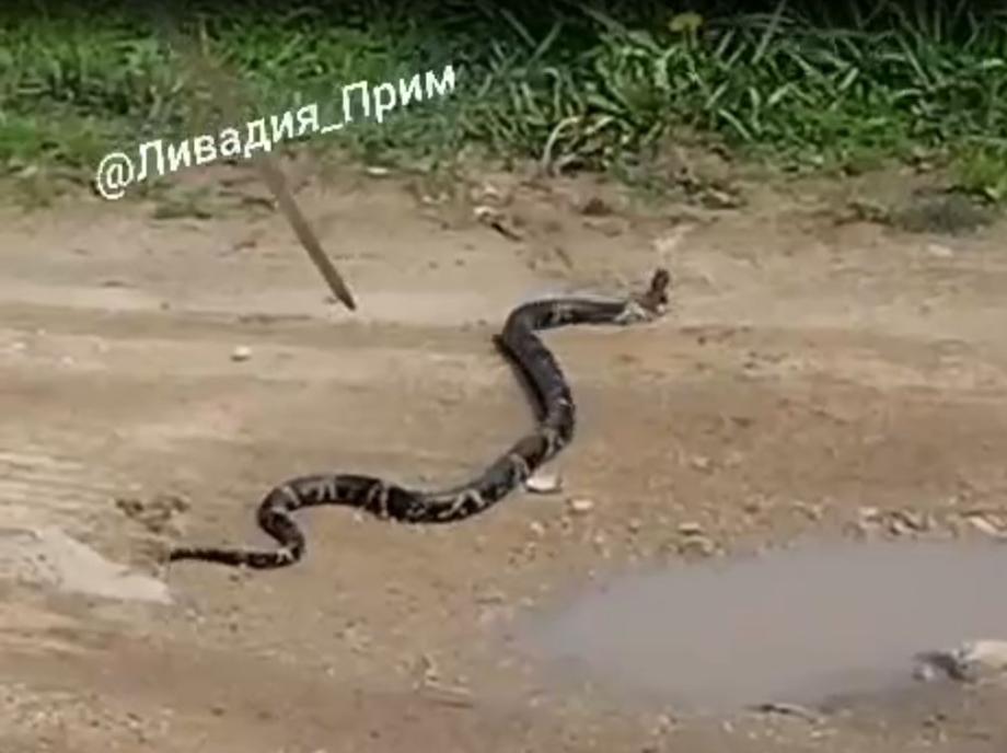 «Вот это сюрприз!»: приморец обнаружил под капотом автомобиля змею