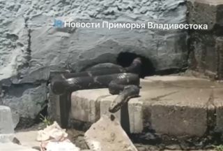 Неожиданная встреча: большую змею заметили в центре Владивостока