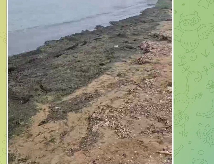 Морской берег в Находке оказался с «траурной каймой»