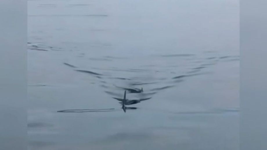 Очередной морской хищник был замечен у берегов Приморья