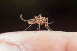 Фото: freepik | Врач рассказала россиянам, для кого наиболее опасны комары