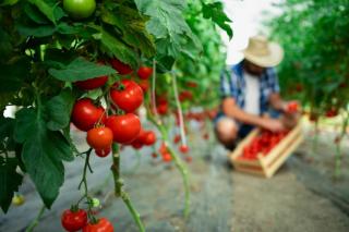 Фото: freepik | Россиянам дали советы по поливу томатов на грядках