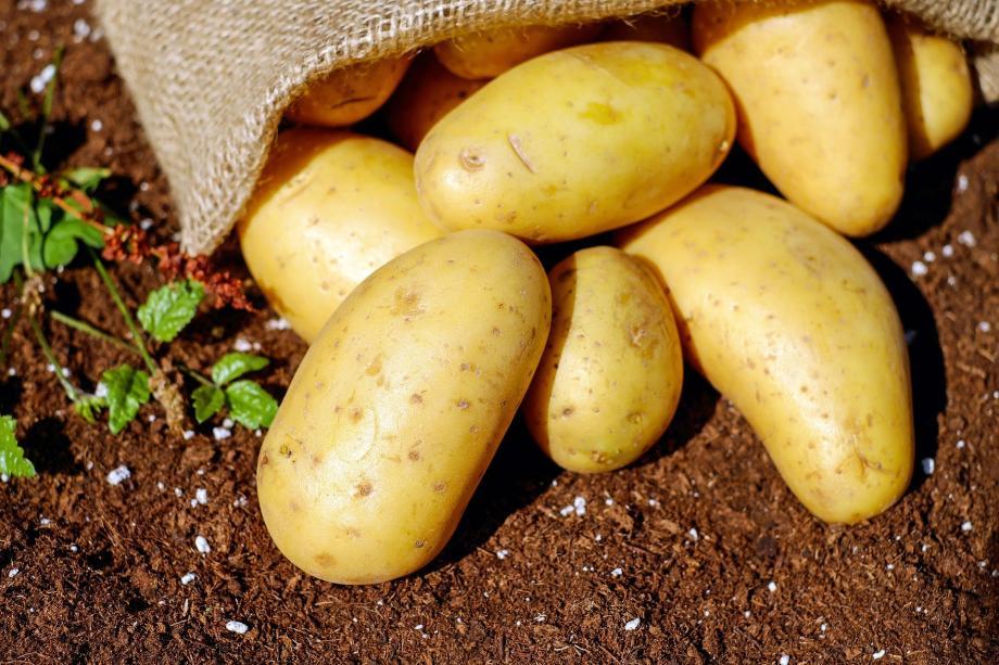 Опасная картошка едва не попала на приморские прилавки