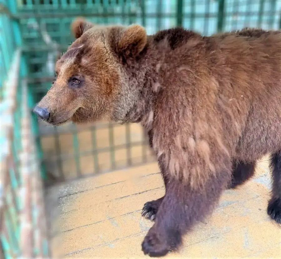 Медведица Майя спустя многолетней неволи в Приморье переезжает в подмосковный зоопарк
