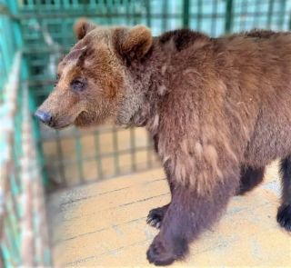 Медведица Майя после многолетней неволи в Приморье переезжает в подмосковный зоопарк
