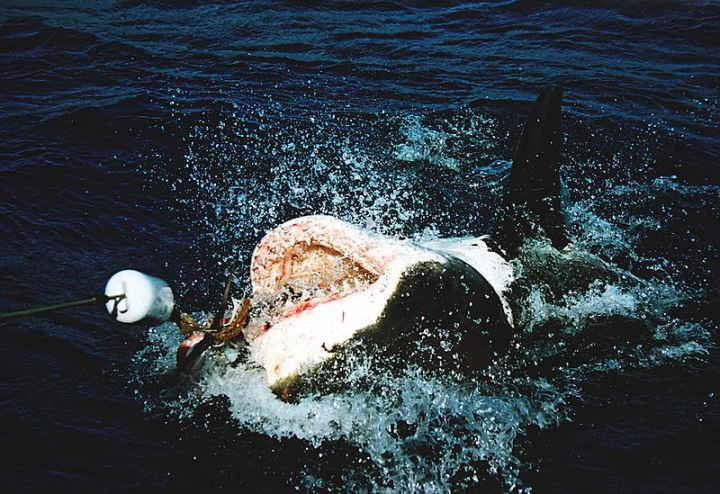 Фото: Wikipedia/Brocken Inaglory | Крупная акула выпрыгнула из воды на глазах у рыбаков на Шаморе