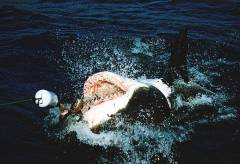 Фото: Wikipedia/Brocken Inaglory | Неожиданное продолжение получила история с крупной акулой на Шаморе