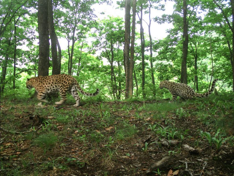 Фото: leopard-land.ru | В Приморье «звездная» леопардесса поучаствовала в фотосессии со своим котенком
