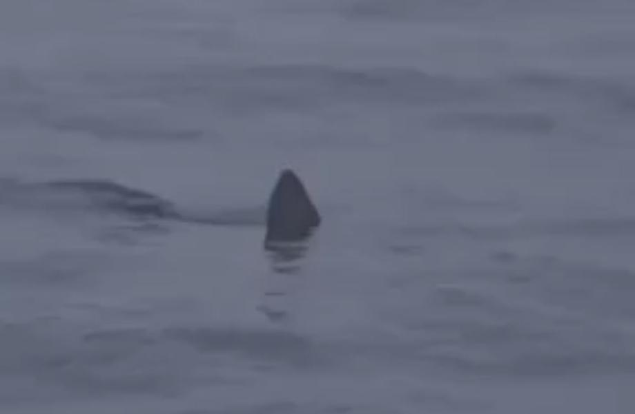 Жители Приморья заметили акулу рядом с популярным пляжем