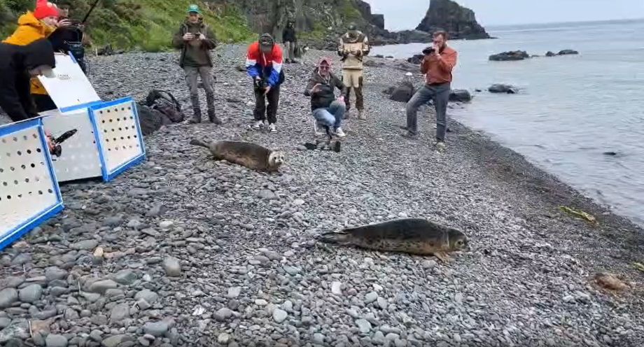 Последние спасенные тюлени вернулись в море в Приморском крае