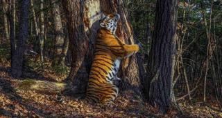 Фото: leopard-land.ru | Видео: в Приморье прославившаяся на всю планету тигрица обзавелась потомством