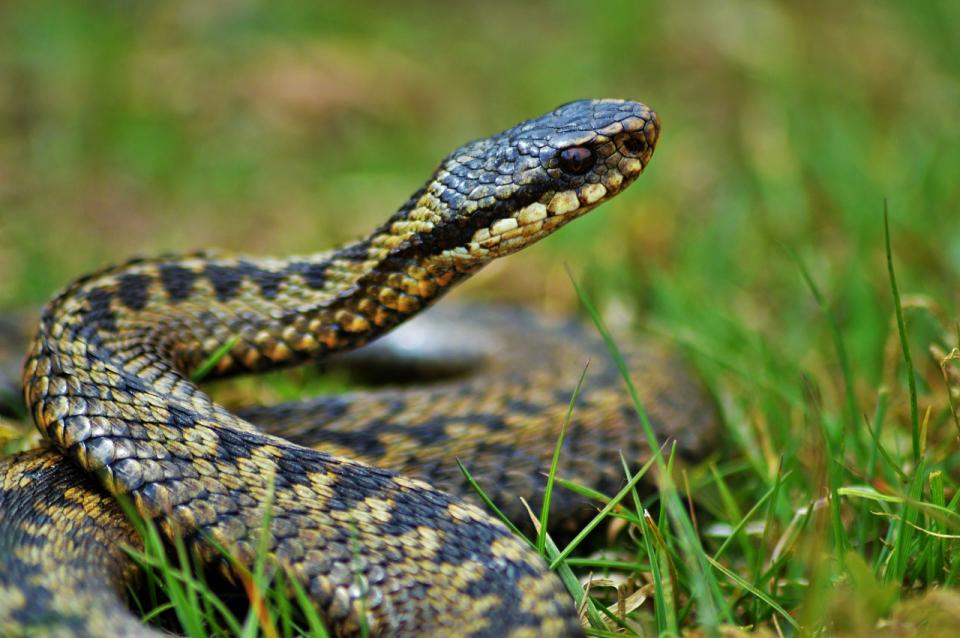 Фото: pixabay.com | Укусила змея? Пять действий, которые избавят от последствий