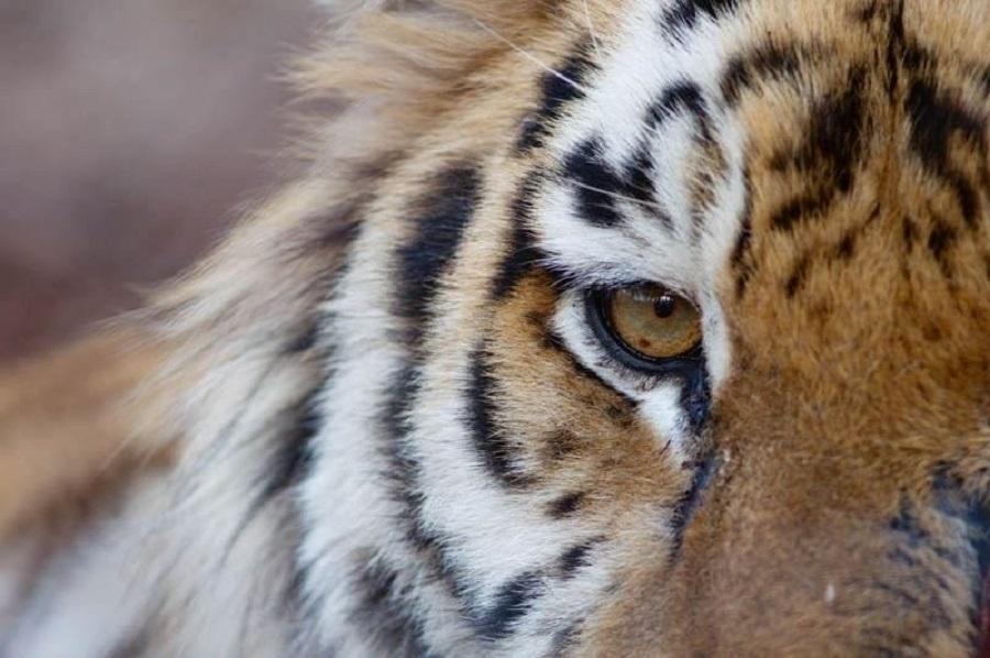 Сразу несколько инцидентов с тиграми произошло в Приморье за прошедшие выходные