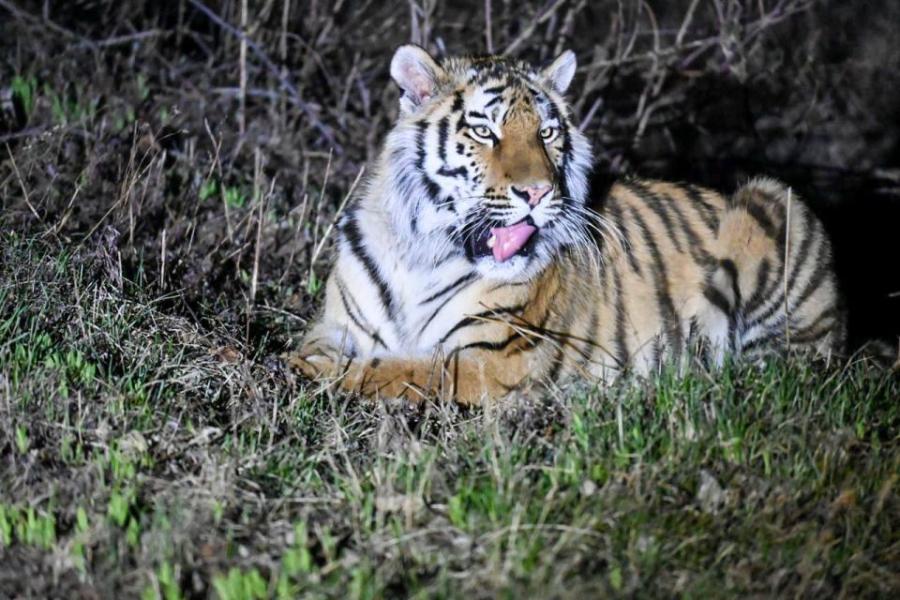 Фото: телеграм-канал центра "Амурский тигр" | Видео: приморцы рассказали о встрече с амурским тигром