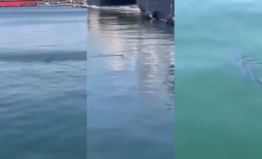 Нашествие акул в Приморье: крупная морская хищница приплыла в Находку