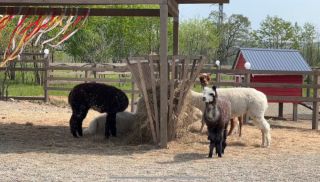 Благодаря поддержке режима ТОР в Приморье развивается агротуристический комплекс в Надеждинском районе края