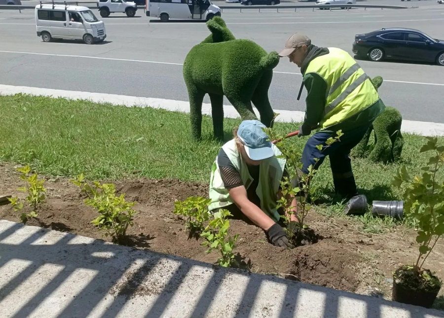 Более тысячи новых деревьев и кустарников появилось во Владивостоке в июне