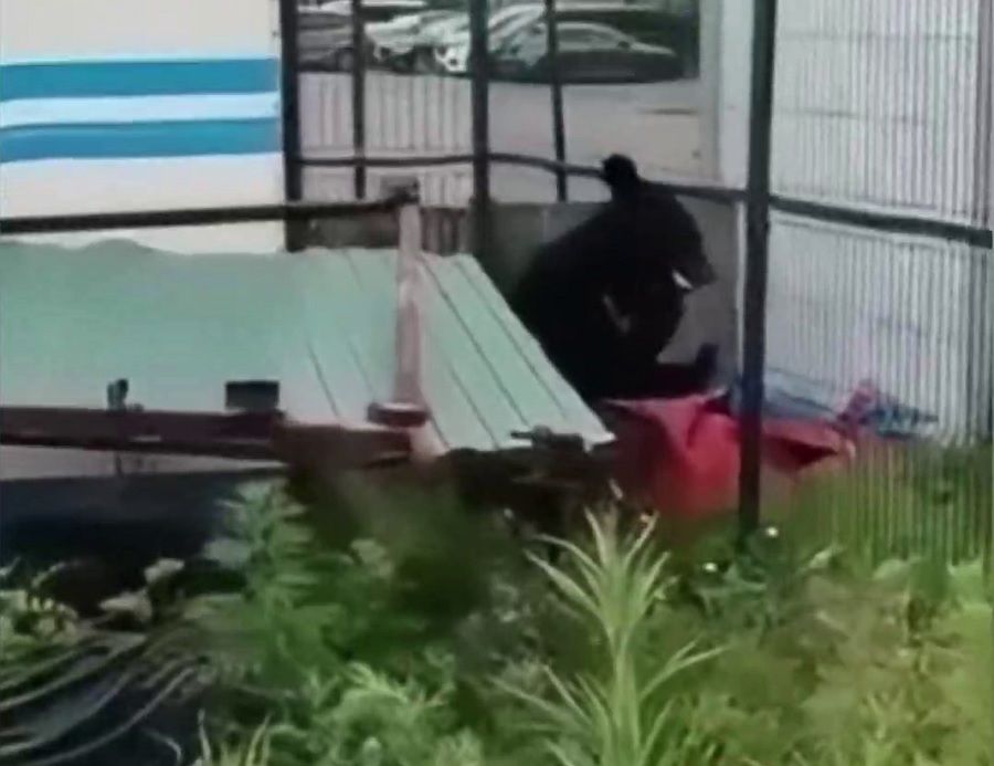 Медведь забрёл во Владивосток и разгуливает по городу
