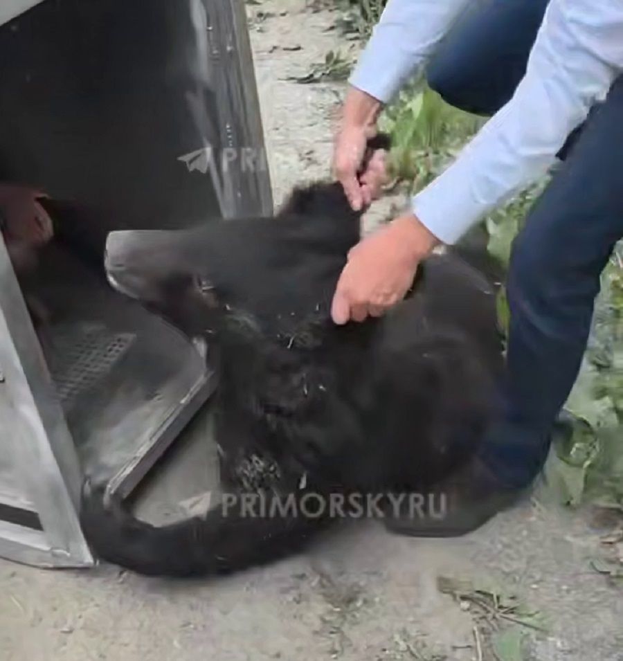 Приплывшую во Владивосток молодую медведицу вернут в тайгу