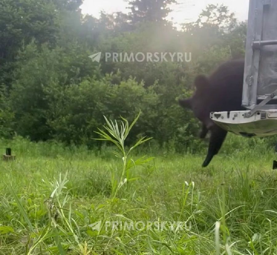 Пойманную во Владивостоке медведицу выпустили обратно в тайгу
