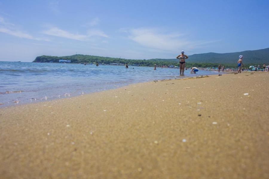 Редкий «песочный доллар» нашла женщина на пляже в Приморье