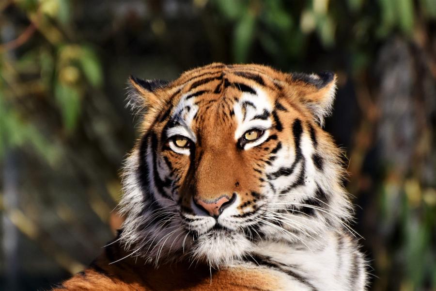 Фото: pixabay.com | «Он просто не любит папарацци»: в крупном городе в Приморье заметили тигра
