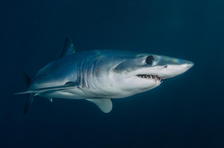 В акватории острова Русского заметили акулу, опасную для человека