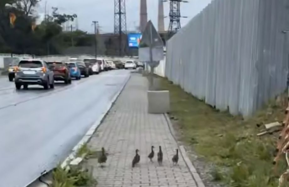 Краснокнижные утки оказались под угрозой из-за стройки во Владивостоке