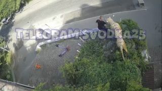 Возомнил себя Маугли: вандал снёс голову статуе тигра во Владивостоке