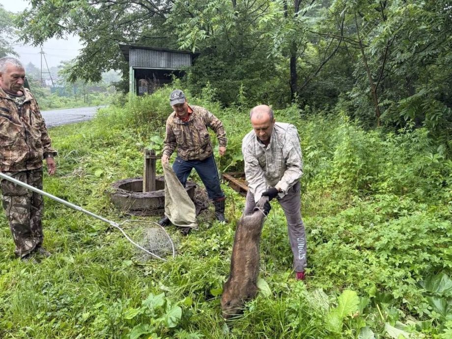 Трех диких детенышей кабанов спасли из колодца в Приморье